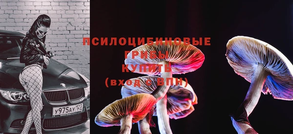 прущие грибы Бородино
